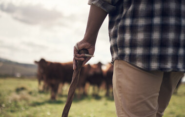 Naklejka premium Agriculture, cows and hands of farmer with stick for herd management, pastoral beef trade or security. Person, back of rancher and agro livestock for cattle farming, meat production or monitor safety