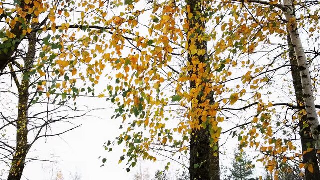 Close up view of autumn birch trees with leaves changing color, vivid yellow and hints of green foliage against bright sky, branches sway gently, serene natural landscape