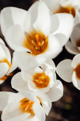 Obraz premium Blooming white crocuses in spring garden