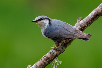 Fototapeta premium Nordischer Kleiber (Sitta europaea europaea)
