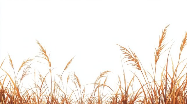 Vector illustration of autumn grass border with tall dry brown grass blades, gently curved tips and fine linear details, isolated on white background