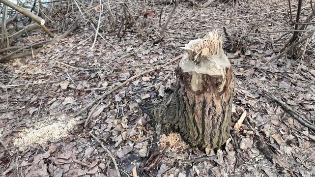 This riverbank became a beaver construction site. Their powerful teeth felled numerous trees for a dam.