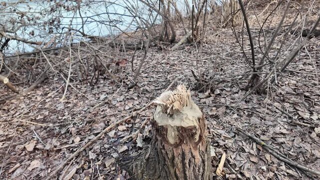 This riverbank became a beaver construction site. Their powerful teeth felled numerous trees for a dam.
