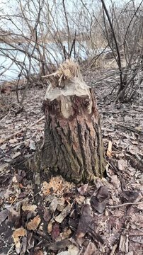 This riverbank became a beaver construction site. Their powerful teeth felled numerous trees for a dam.