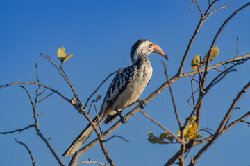 Red-billed hornbill perched in a tree © Baz