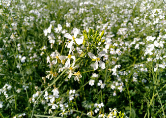 Fototapeta premium White Wildflowers in a Lush Green Field on a Sunny Day