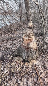 This riverbank became a beaver construction site. Their powerful teeth felled numerous trees for a dam.
