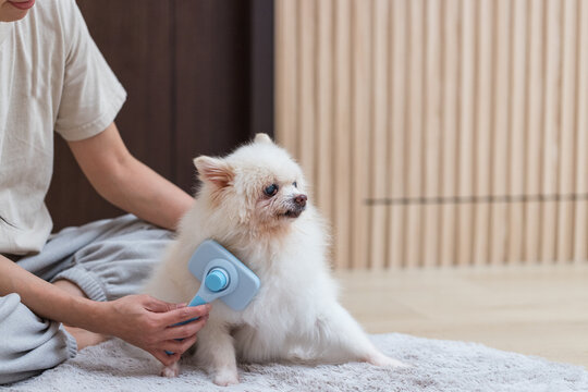 Angry Pomeranian dog resisting hair comb at home