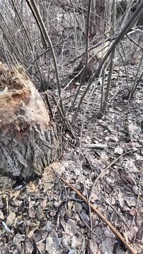 This riverbank became a beaver construction site. Their powerful teeth felled numerous trees for a dam.