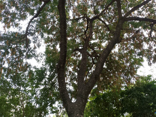 Fototapeta premium Large Tree Trunk with Green Leaves and Branches Against Bright Sky
