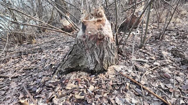 This riverbank became a beaver construction site. Their powerful teeth felled numerous trees for a dam.