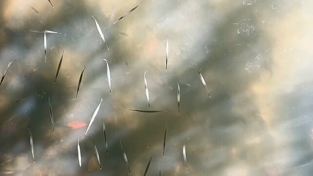 Needlefish School Shallow Water Sunlight Reflection, Thin Long Fish Pointed Mouth Surface, Tropical Marine Wildlife Nature