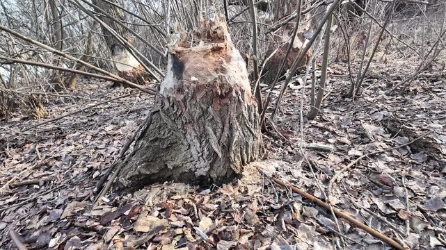 This riverbank became a beaver construction site. Their powerful teeth felled numerous trees for a dam.