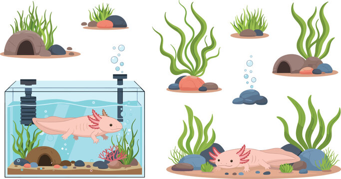 Axolotl aquarium set with aquatic plants, rocks and habitat elements, cute underwater amphibian cartoon vector illustration collection