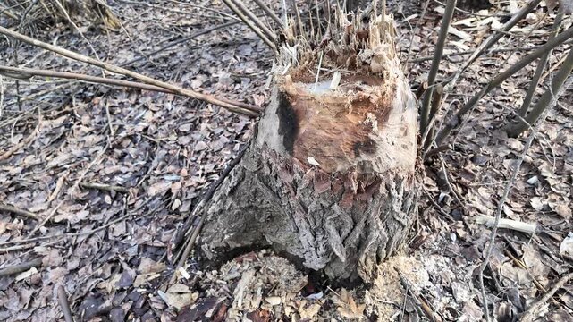 This riverbank became a beaver construction site. Their powerful teeth felled numerous trees for a dam.