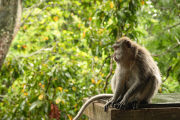 Fototapeta premium Monkey sits quietly on a stone ledge near trees in Bali