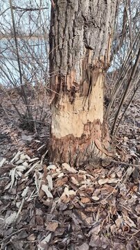 This riverbank became a beaver construction site. Their powerful teeth felled numerous trees for a dam.