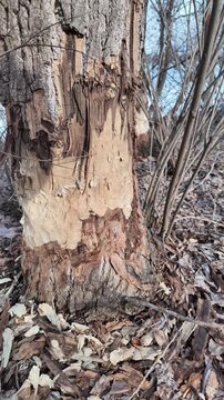 This riverbank became a beaver construction site. Their powerful teeth felled numerous trees for a dam.