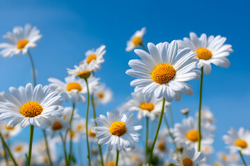 field of daisies © May