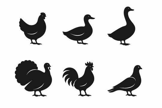 Silhouette collection of common farm birds including chicken and duck