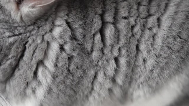 Macro View of Soft Gray British Shorthair Cat Fur Texture