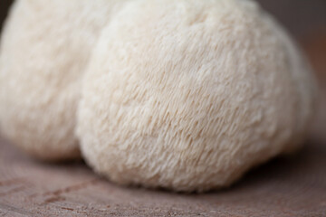 Lion's mane - Hericium erinaceus, medicinal mushroom, healthy fungus for brain function.  White fruiting body is built from long spines. © JoannaTkaczuk