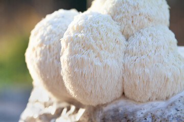 Lion's mane - Hericium erinaceus, medicinal mushroom, healthy fungus for brain function.  White fruiting body is built from long spines. © JoannaTkaczuk