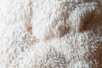 Lion's mane - Hericium erinaceus, medicinal mushroom, healthy fungus for brain function.  White fruiting body is built from long spines. © JoannaTkaczuk