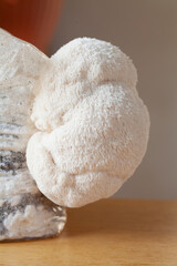 Lion's mane - Hericium erinaceus, medicinal mushroom, healthy fungus for brain function.  White fruiting body is built from long spines. © JoannaTkaczuk