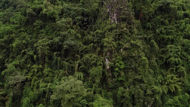 Upward lifting ascending motion view of tropical foliage on steep rocky side mountain.