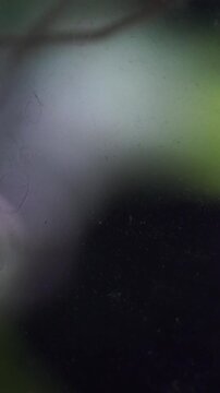 Freshwater ramshorn snail slowly crawling down the glass of a domestic fish tank with plants