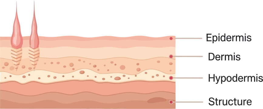 Skin layers infographic illustration.