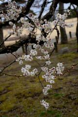 Fototapeta premium 白梅