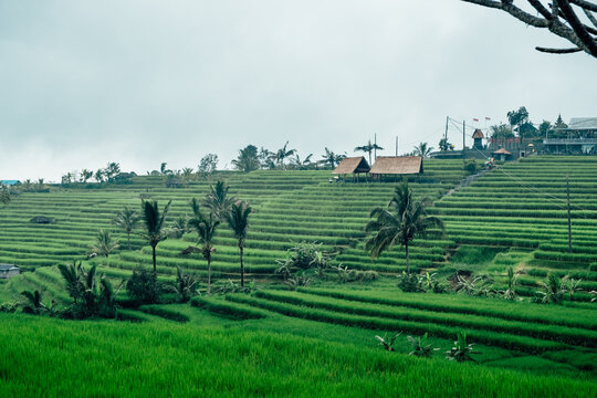 Shapes of the rice terraces in the mountains