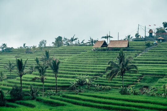 Wondedrful rice terraces along the mountains