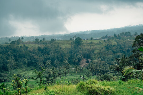 Landscape of rice terraces and coconut tree in the mountains