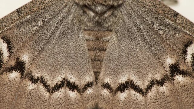 Macro Detail of Grey Moth Wings and Fuzzy Body Texture