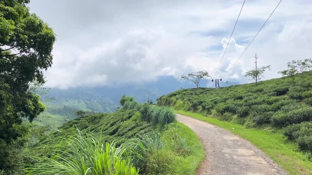 Natural diversity of Darjeeling tea gardens. Due to the high and low land, rainwater does not accumulate at the base of the tea tree, which is ideal for the tree's, Darjeeling tea is world famous.