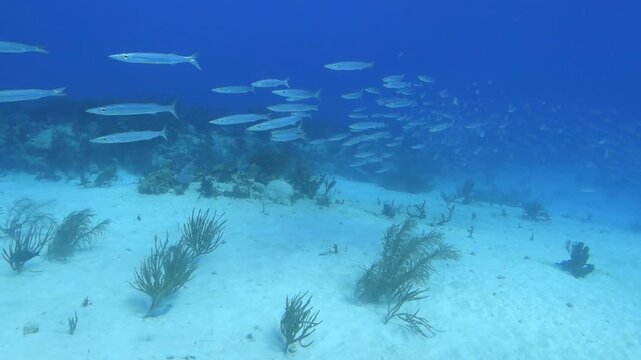 Large school of yellowtail barracuda swimming over a sandy seafloor with coral