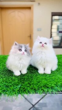 Portrait of Two Fluffy Baby Cats with Punch Face Features in a Domestic Setting.