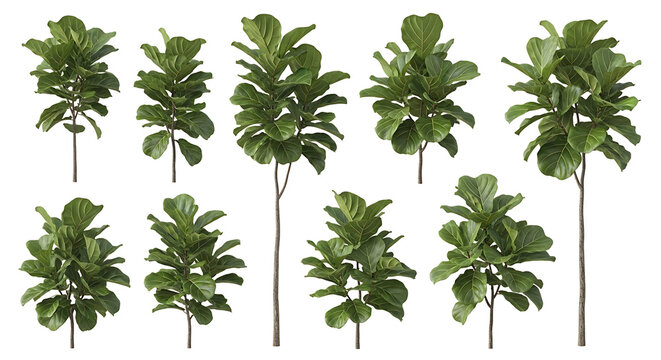 A collection of ten fiddle-leaf fig trees, Ficus lyrata, displayed against a white background.