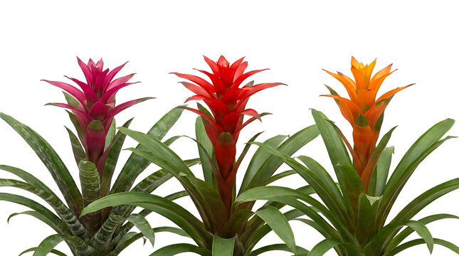 Three vibrant bromeliad plants with colorful flower spikes in shades of pink, red, and orange, set against a clean white background.
