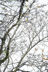 Obraz premium Branches d'arbre
