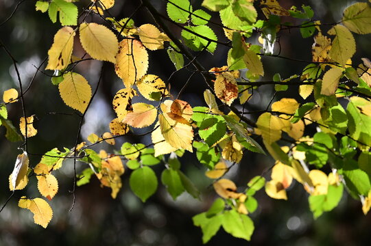 Feuilles d'automne avec un rayon de soleil
