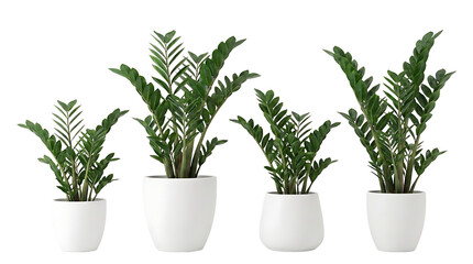 Fototapeta premium Four potted ZZ plants of varying sizes, showcasing their glossy, dark green, oval-shaped leaves and upright growth habit.