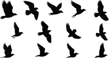 Obraz premium Silhouette vector illustration of birds flying in different wing positions and poses, representing wildlife nature icons for motion design