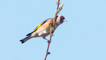 blue tit on branch © lazalnik