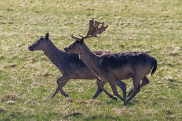Damwild (Dama dama) © Rolf Müller