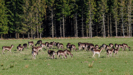 Damwild (Dama dama) © Rolf Müller