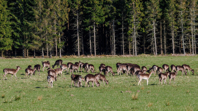 Damwild (Dama dama)